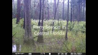 Rain and Water Coming To The Swamp and Collecting Game Cameras