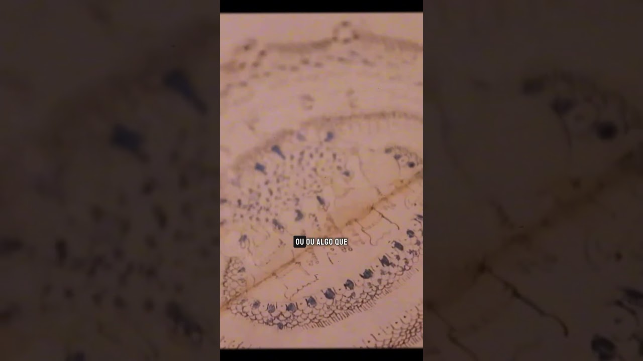 Ninguém decifrou o Manuscrito Voynich até hoje 🤫 #história #enigma