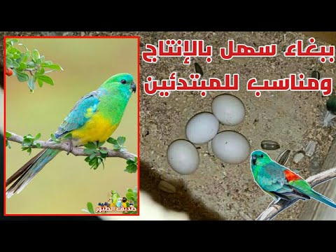 ببغاء سهل بالإنتاج ومناسب للمبتدئين ببغاء الريدرامب