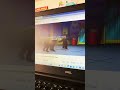Curious George End Credits Part 50 