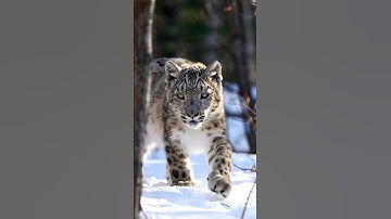 Google AI Studio Generated video #tiger #wildlife #animals #bigcat #viralvideo