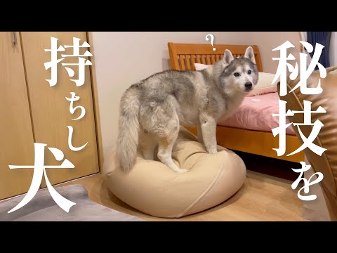 人前では絶対にしてくれない『秘技』を習得したシベリアンハスキー