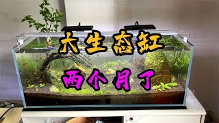 无打氧无过滤的大生态缸两个多月了 看一下有什么变化