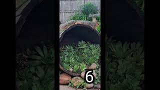 #shorts  Fox Squirrel