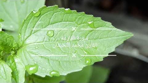 سورة القارعة للقارئ الشيخ محمد اللحيدان 