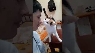 My cat wants to be hugged. by Oops Meow 98 views 3 months ago 1 minute, 24 seconds
