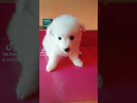 Ghorahi Pet Shop Youtube