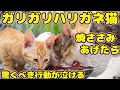 【子猫】ガリガリハリガネ猫さんにいなばの焼ささみをあげたら。。。驚くべき行動が泣ける