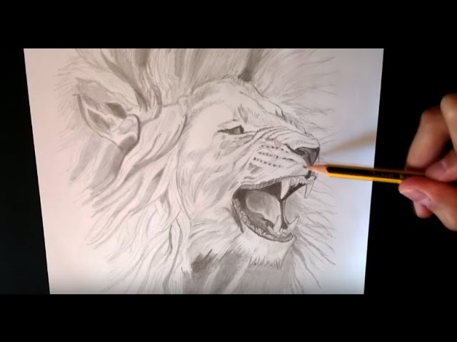 Como dibujar un león realista - How to draw a realistic lion - thptnganamst.edu.vn