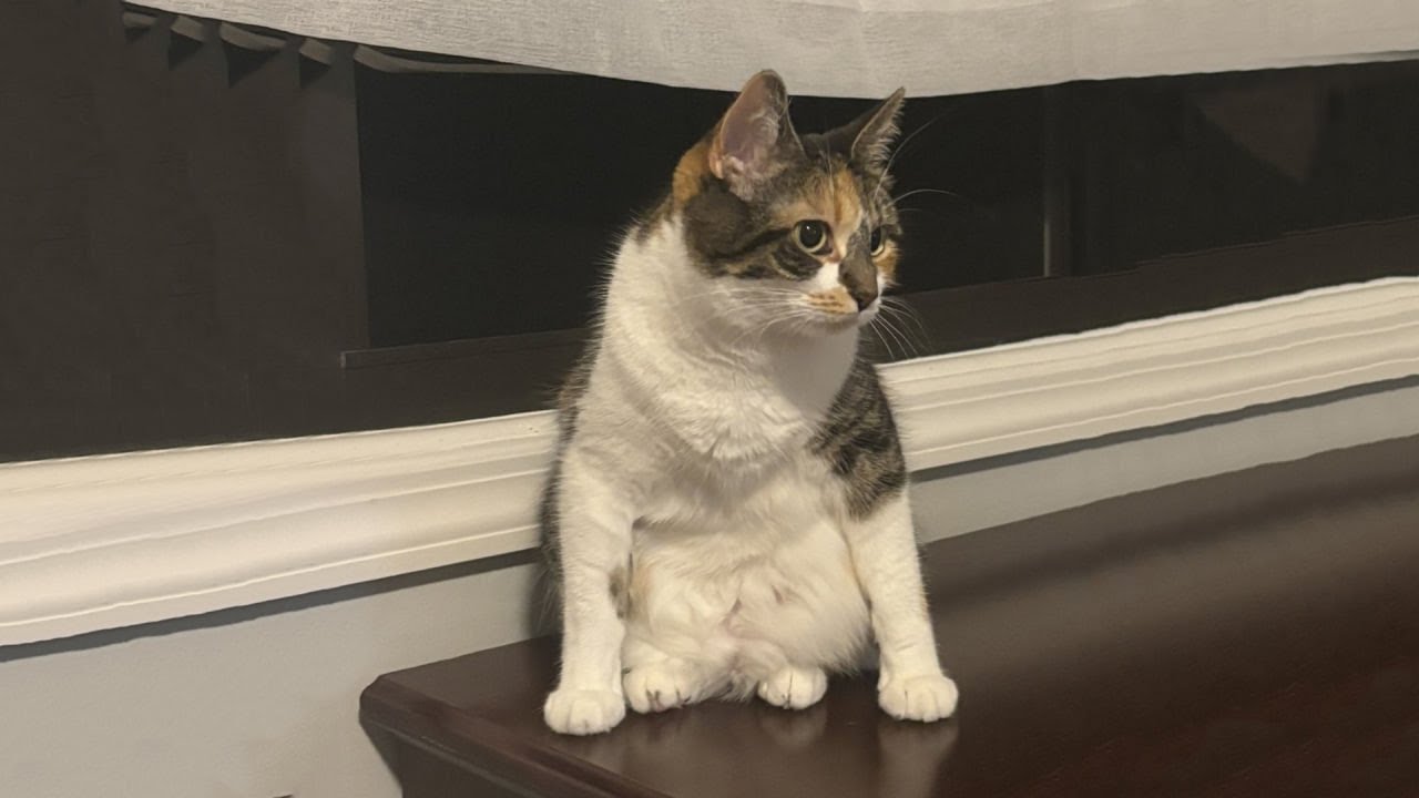 The Funniest Cat Videos 🐱 Try Not To Laugh Part 77