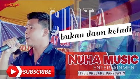 CINTA BUKAN DAUN KELADI || NUHA MUSIC || SUNGSANG_SIANG H1 DANGDUT || SHAPA WG