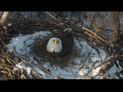 Nongame Wildlife EagleCam