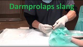 Behandeling Darmprolaps Slang Treatment Of Intestinal Prolapse By Snakes