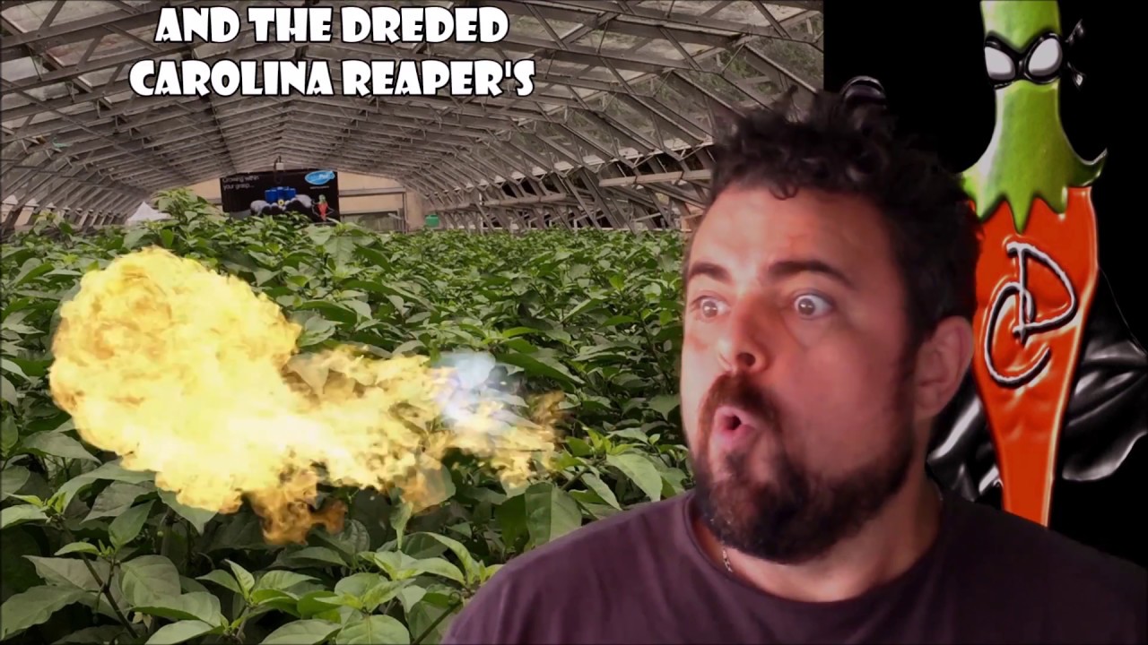 Carolina Reaper Hot sauce challenge and review YouTube
