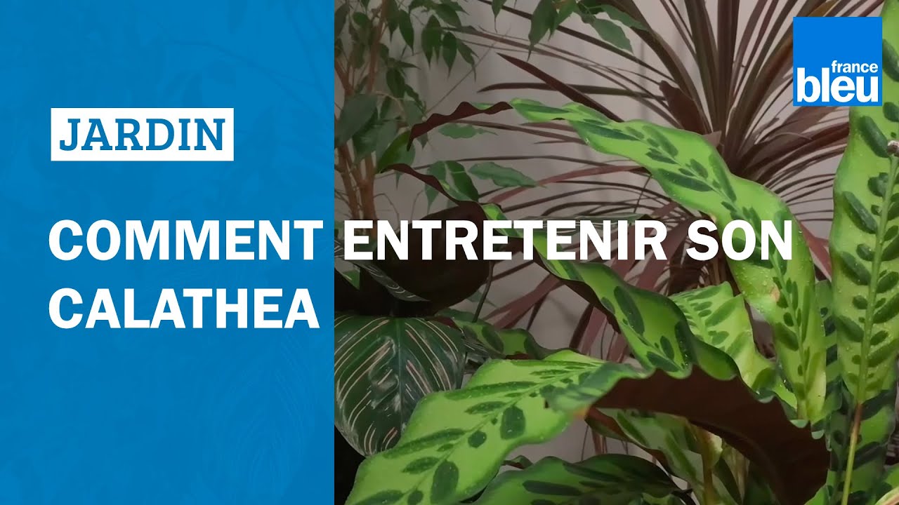 Comment entretenir son calathea, , une plante d'intérieur très ...