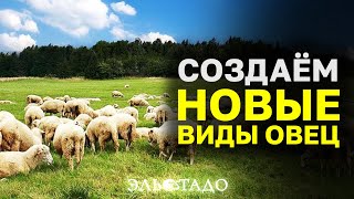 Скрещивание животных! Эко-ферма «Свободный»! Мериноланд, Романовские, Дорпер, суффолк! Элитные овцы