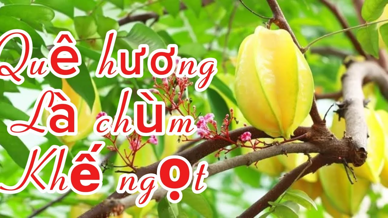 Quê hương là chùm khế ngọt sum  họp gia đình quê ngoại 