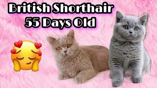 Cute Kittens - British Shorthair Cat 55 Days Old by Reebonz Cattery TV 300 views 1 year ago 4 minutes, 16 seconds