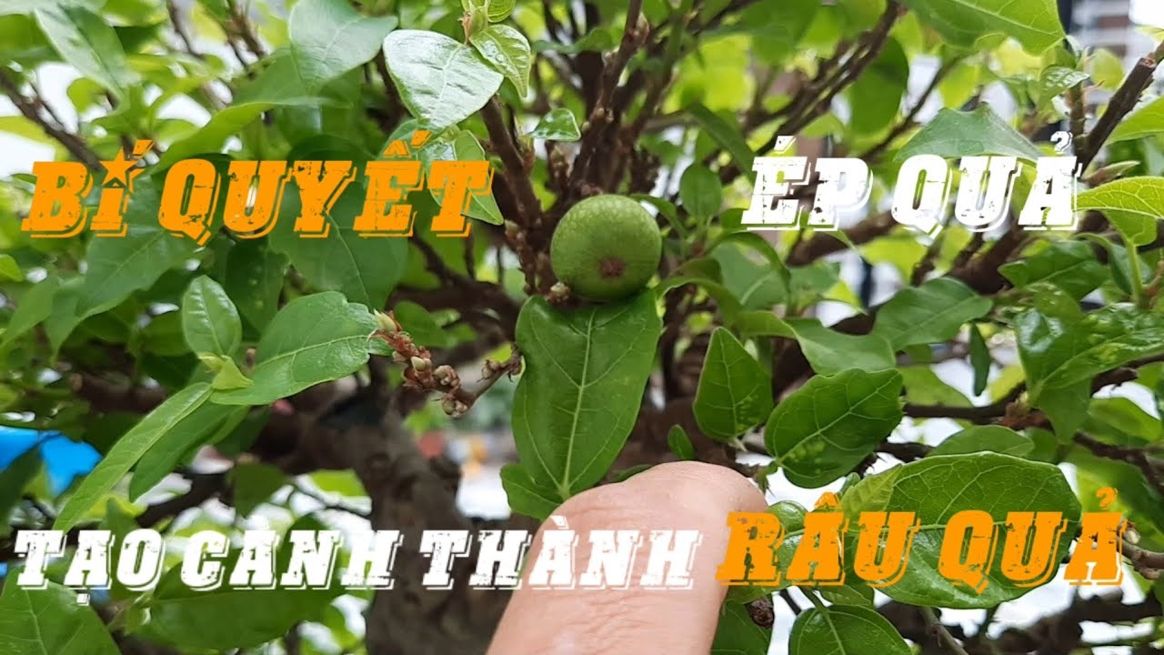 cách   ép sung ra quả  # bí quyết  biến  cành thành râu quả  .. thịnh BONSAI.