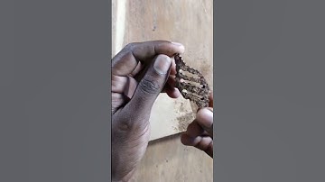 Keychain making a Coconut shell  #shorts