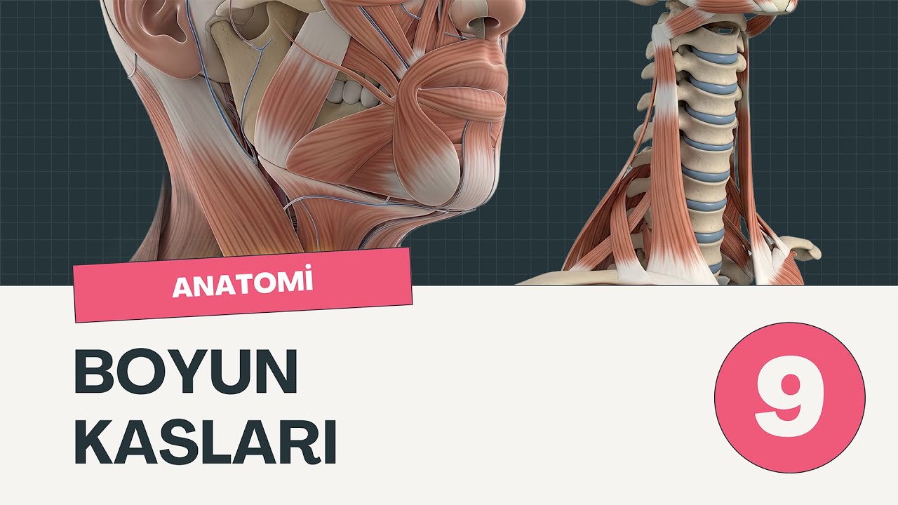Anatomi - Boyun Kasları #9