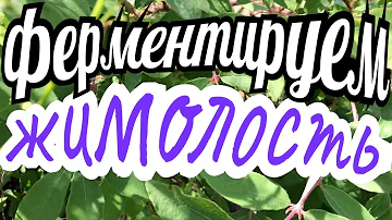 ✅ ФЕРМЕНТИРУЕМ ЖИМОЛОСТЬ - самый простой способ