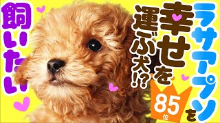 ❤️人気85位【ラサ・アプソってどんな犬？】子犬の価格や性格、寿命、飼いやすさは？ カワイイ動画でチェック！