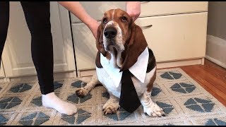 basset getting ready for work!