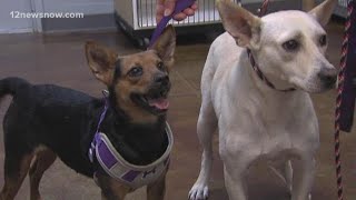12News launches new 'Pet of the Day' to help furry friends find a forever home