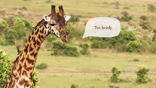 Giraffe Problems