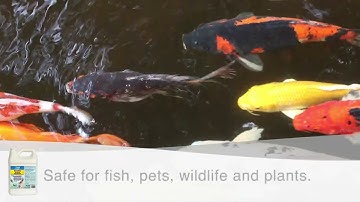 API ECOFIX SLUDGE DESTROYER | Reduce pond maintenance