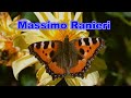 Massimo Ranieri - Che cosa pazza l&#39;amore (1971)