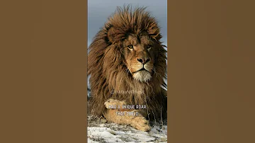 The Mighty Roar of the Barbary Lion #shorts #animals