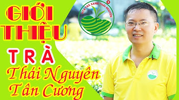 Trà Thái Nguyên Tân Cương | Chè Tân Cương Thái Nguyên