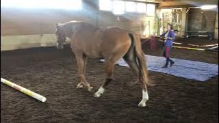 Trénink koní na hale 🐎 Kývalka ✻ Koně Kinských ✻ Orava a Fausta