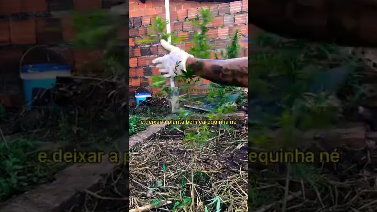 Técnica para Desfolha🔥🍁Chaaaama na Maconha 🔥🍁Maconha é Medicinal, a Proibição é que faz Mal!