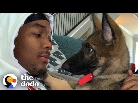Video: Hišni ljubljenček: psa NFL igralca služi kot ženin, mladiček je shranjen v dramatičnem reševanju