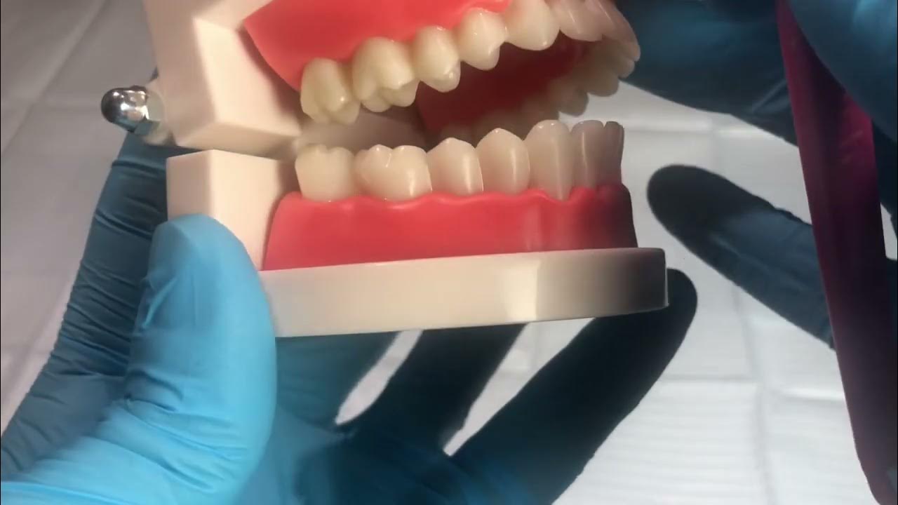 How to Use a SulcaBrush 🖌 YouTube