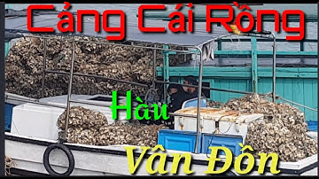 Hàu Cảng Cái Rồng Vân Đồn Quảng Ninh./Hoàng Hiệu