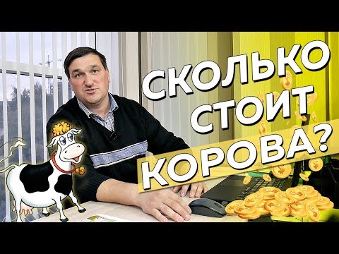 Сколько стоит корова молочной породы? Как выбрать корову?