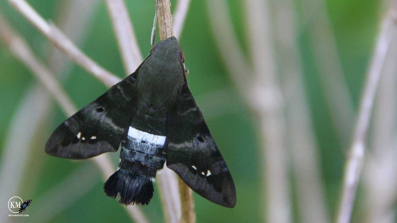 THIS MOTH FLIES LIKE A HUMMING BIRD 