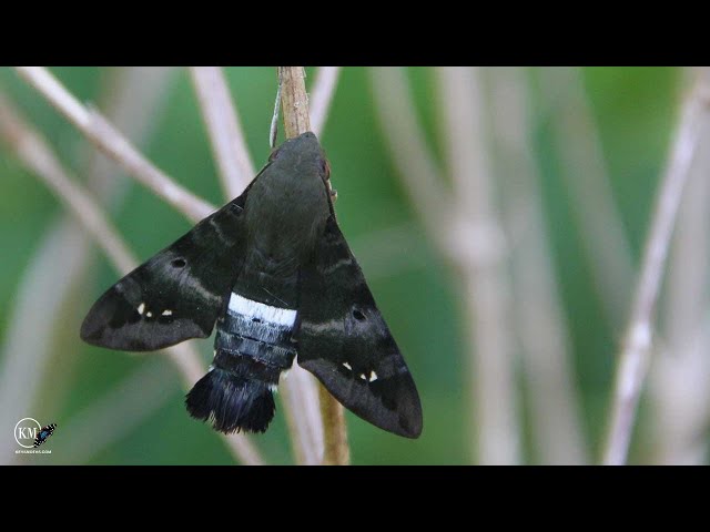 THIS MOTH FLIES LIKE A HUMMING BIRD 