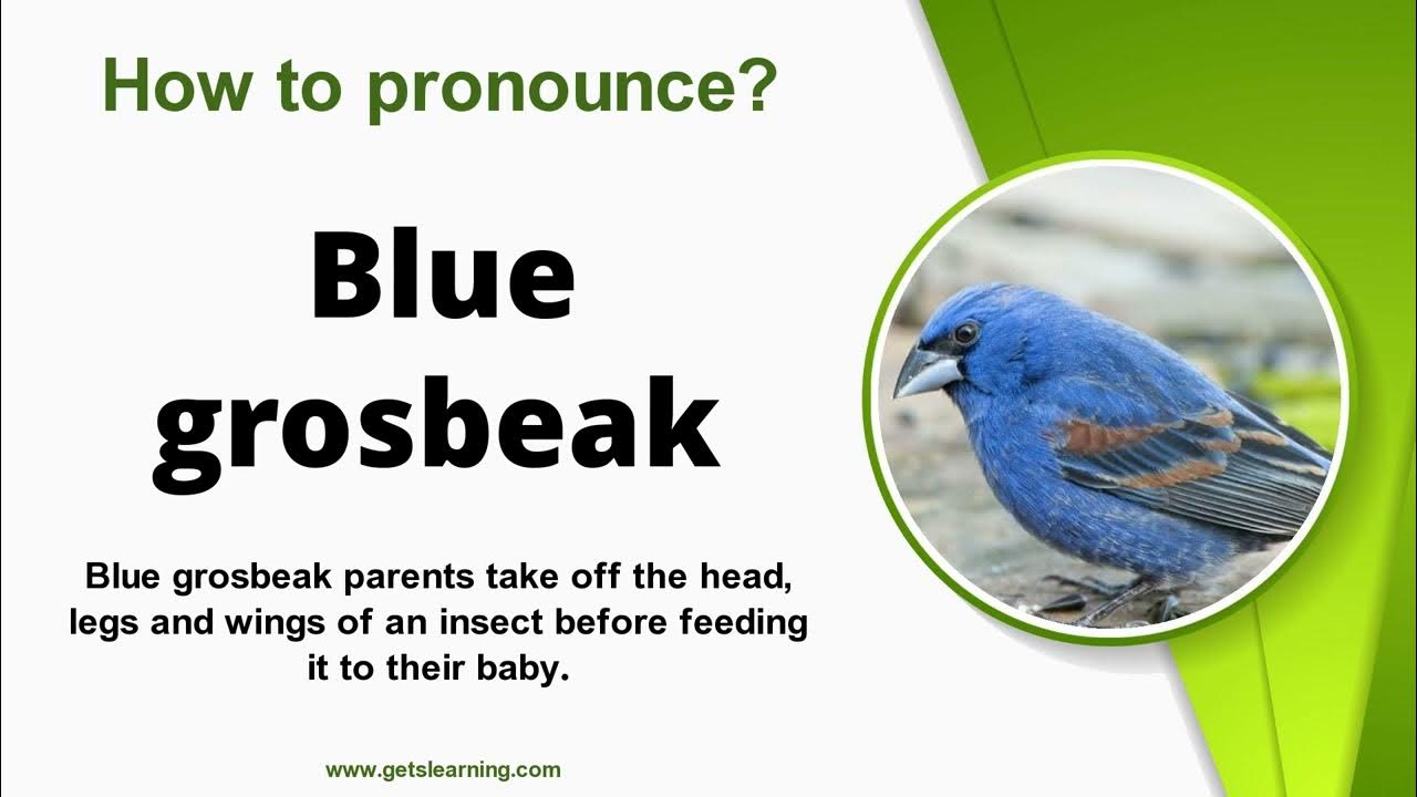 How to Pronounce (Blue grosbeak) in American English - YouTube