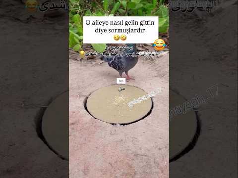 ساب لایک فراموش نشه کلیپ خندارترین  خانواده  زنوشوهر