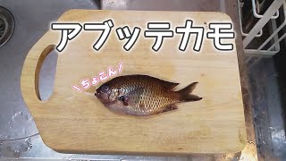 あぶってかも スズメダイ で ミニミニ三枚おろし Youtube あぶってかも スズメダイ で ミニミニ三枚おろし Youtube