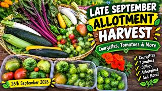 Late September Allotment Harvest – Courgettes, Tomatoes & More