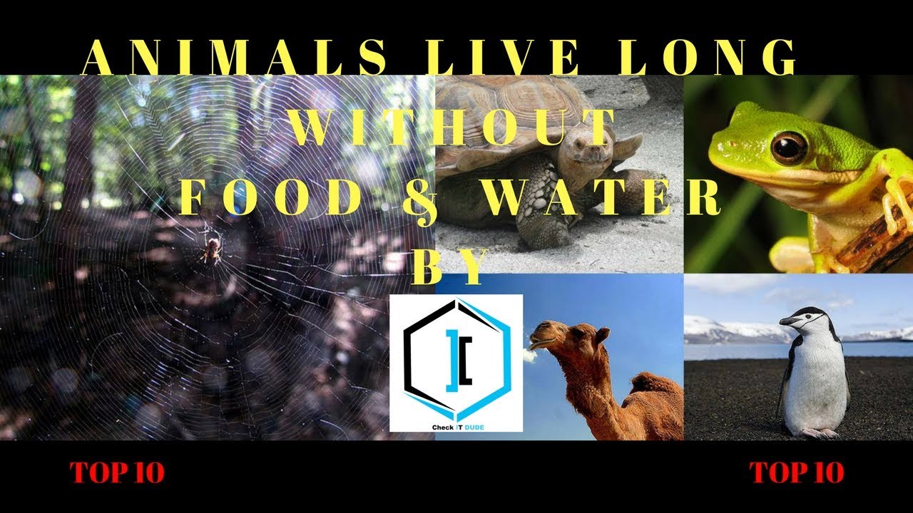 Top 10 Animals live long without Food & Water Check IT DUDE YouTube