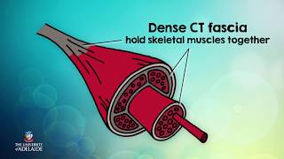 HumBio101x: Dense connective tissue