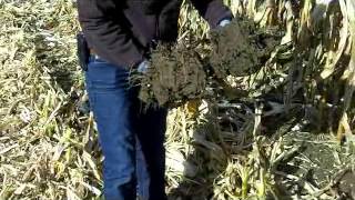 Deep Corn Root Growth Improves Yield Outcome