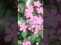 未来古代楽団 - 灰の花 feat. 朝倉さや/Flowers of Ash (Official Music Video Short) #未来古代楽団 #灰の花 #忘れじの言の葉